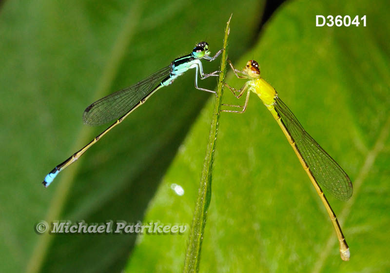 Tiny Forktail (Ischnura capreolus)